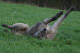 IRISH WOLFHOUND 307